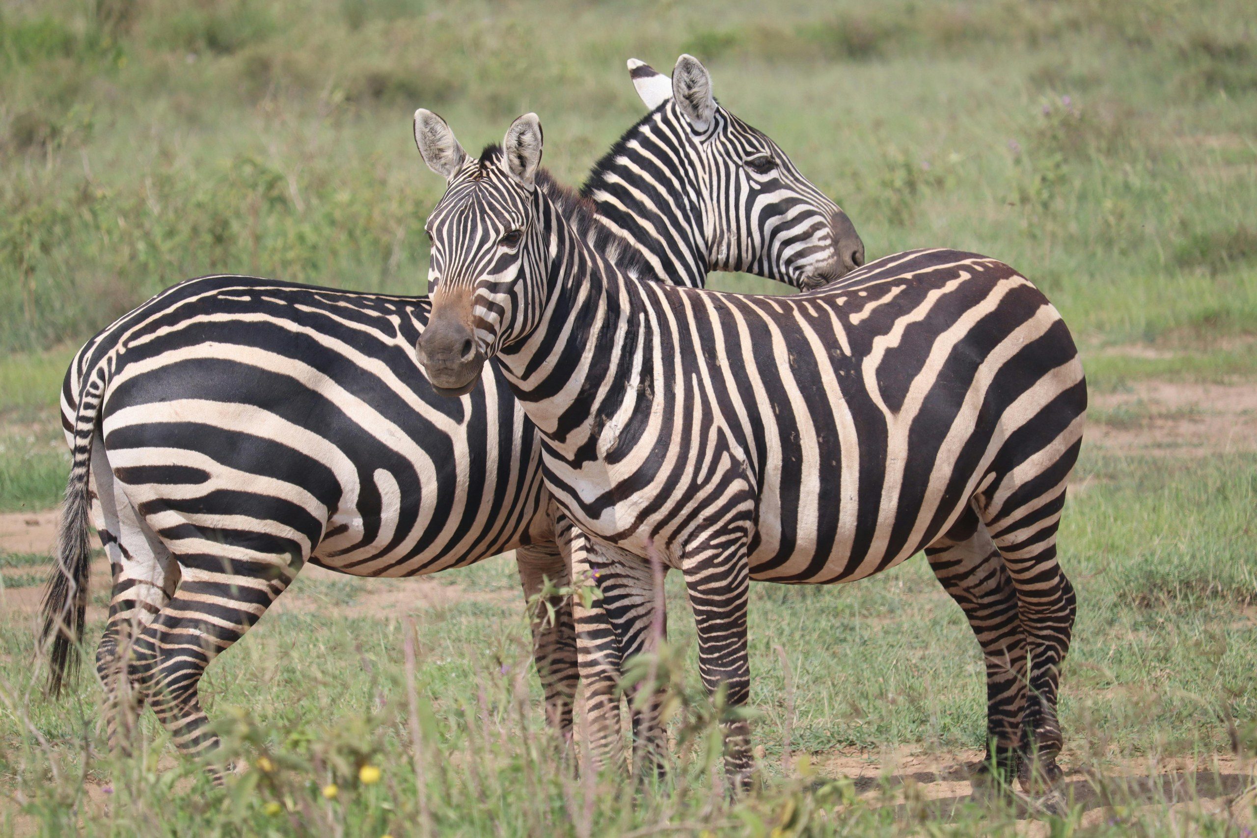 Animals grazing in Nairobi National Park